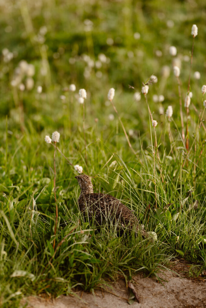 a ptarmigan walks through the grass at mount rainier