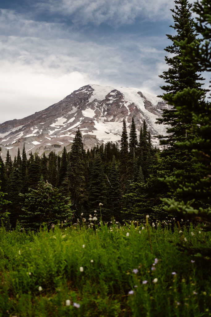 wildflower meadows of Paradise with Mount Rainier in the background